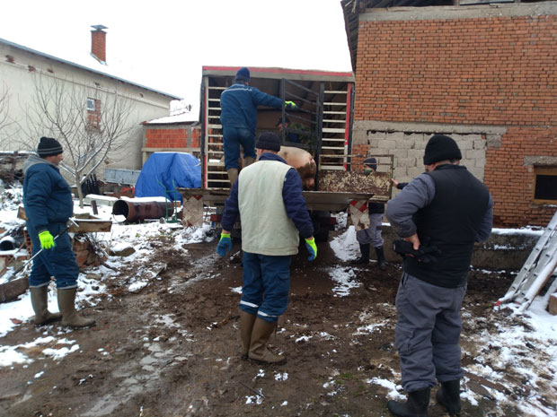 Еутаназија сумњивих свиња: Почело сузбијање афричке куге у пиротским оборима